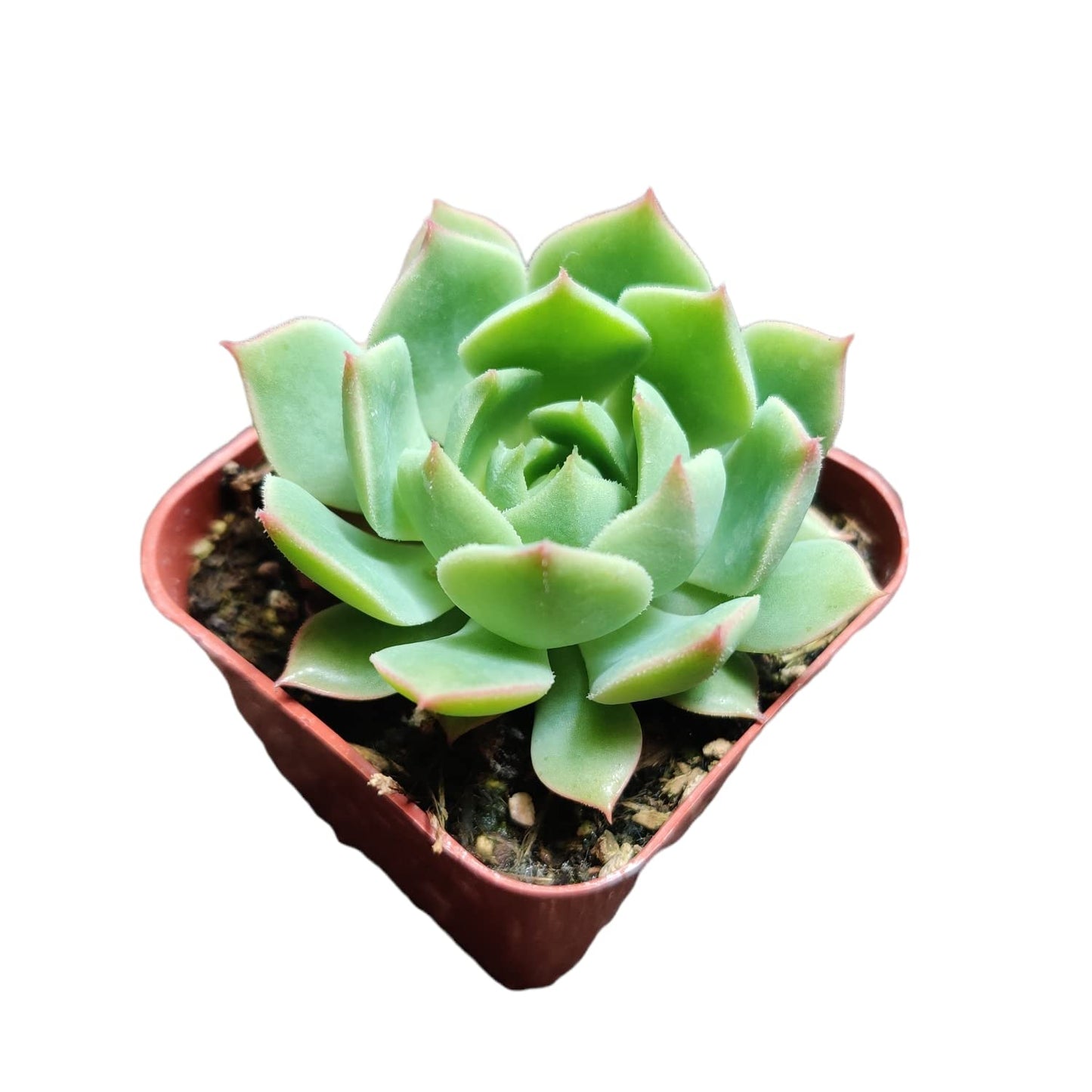 Live Cactus Succulent Plants from USKC (2" Pot Blue Candle Cactus Myrtillocactus Geometrizans)