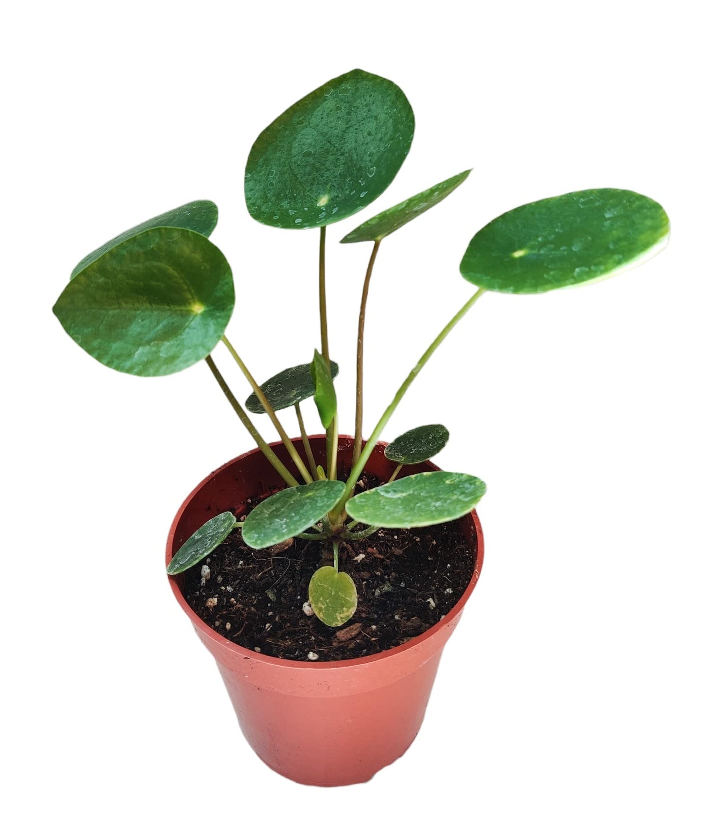 Live Indoor plants for Home Decoration