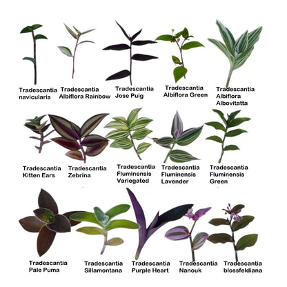 No Root Plant cuttings from USKC (3pc Tradescantia fluminensis variegata no Root cuttings)