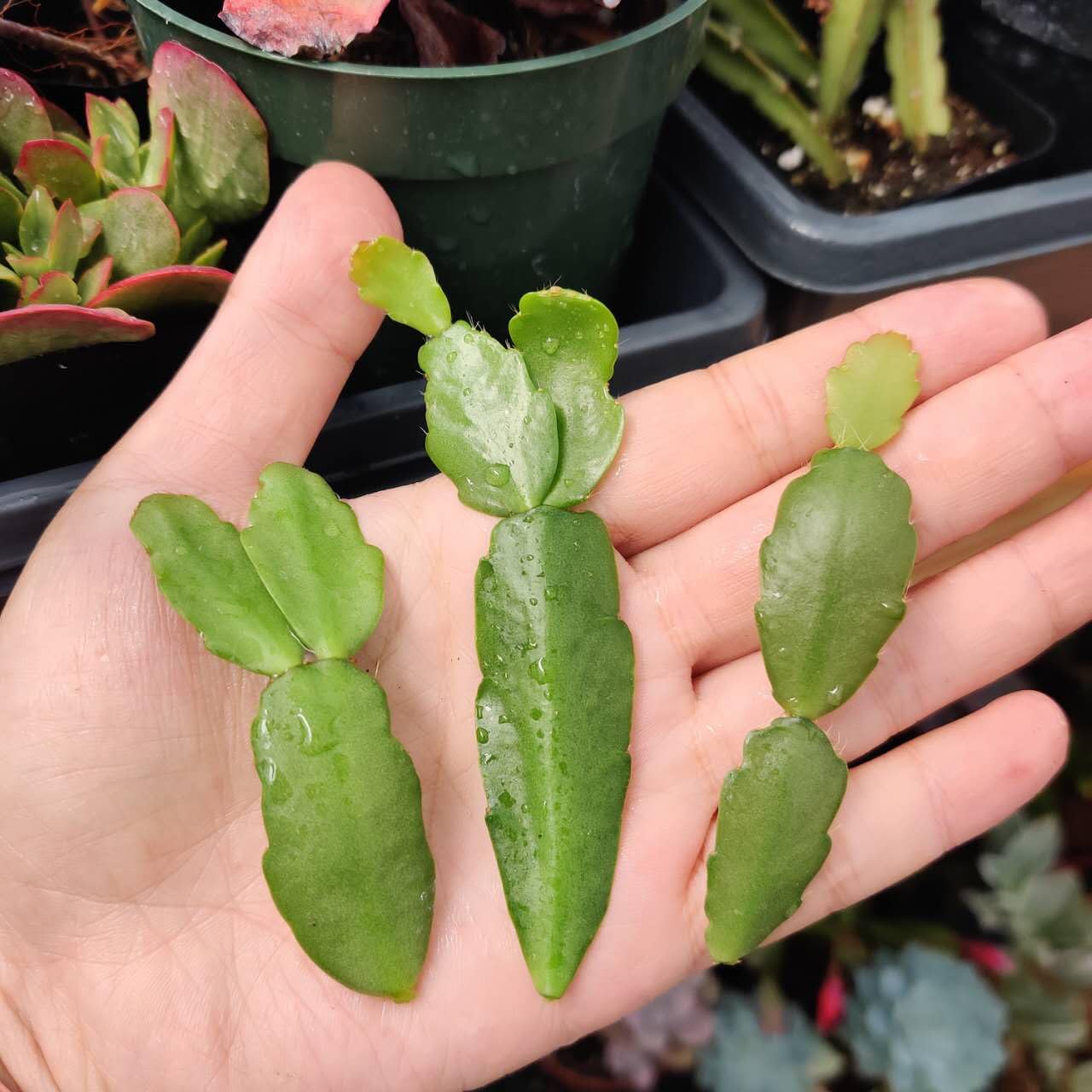 No Root Plant cuttings from USKC (3pc Tradescantia fluminensis variegata no Root cuttings)