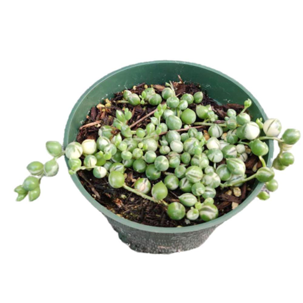 Live Succulents Plants Succulents String of Pearls Variegated Well Rooted (Pictured in a 4" Pot)
