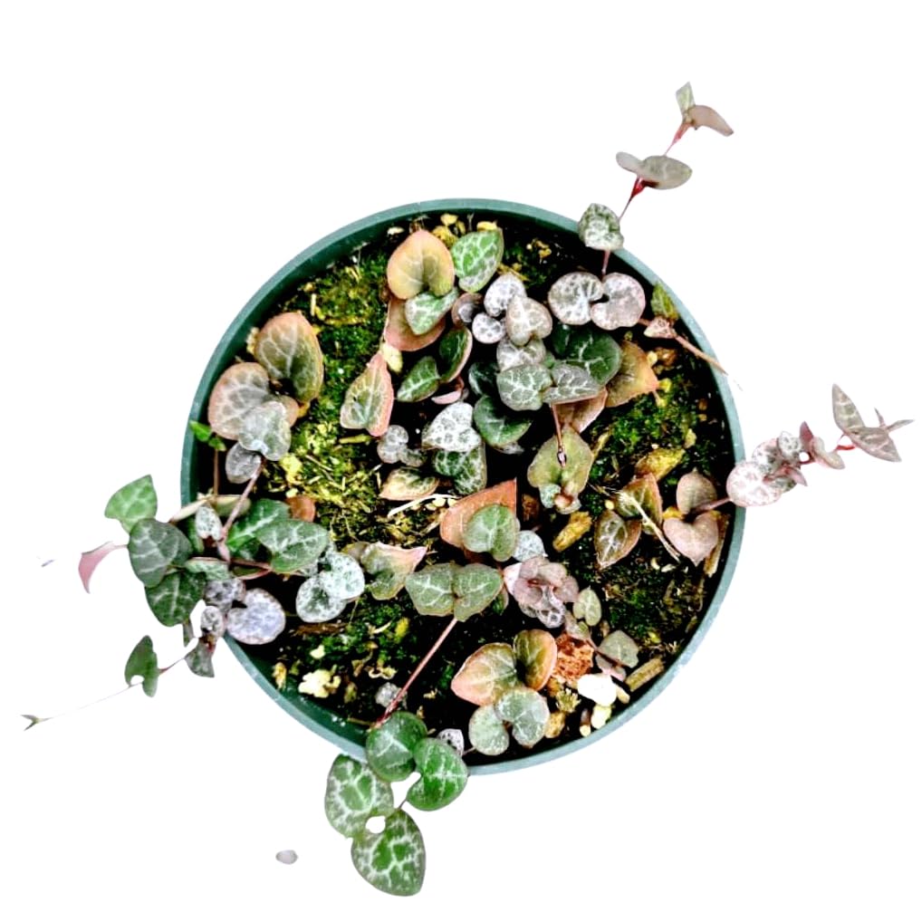Live Succulent Plants String of Hearts 4" Pot Non-variegated