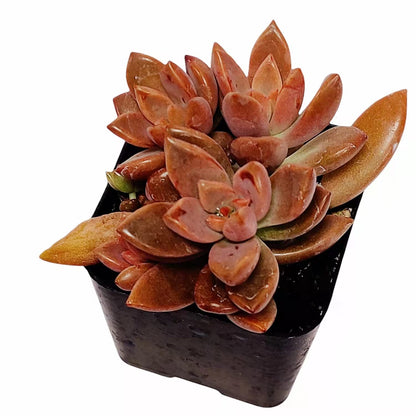 Live Succulent Cactus Plants from USKC (2" Pot) (Euphorbia Mammillaris Variegata)