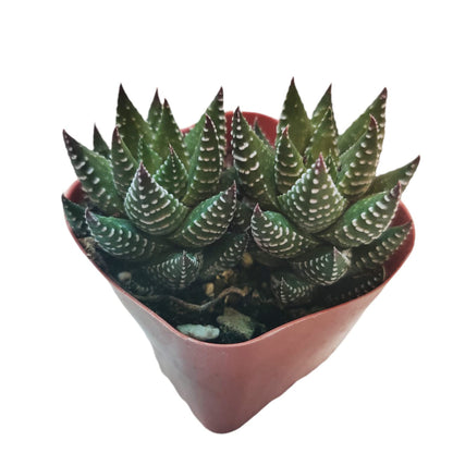 Live Succulent Cactus Plants (2" Pot Crassula Estagnol Spiralis)