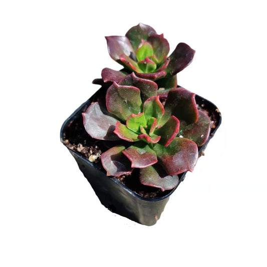 Live Succulent Cactus Plants for Home Office Decor - 2"pot Echeveria Multicaulis