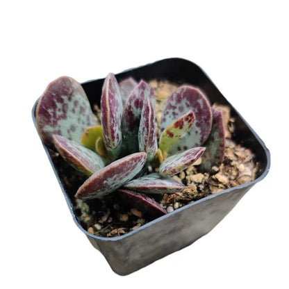 Live Succulent Cactus Plants from USKC (2" Pot) (Euphorbia Mammillaris Variegata)