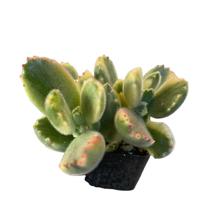 Live Succulent Cactus Plants from USKC (2" Pot) (Euphorbia Mammillaris Variegata)