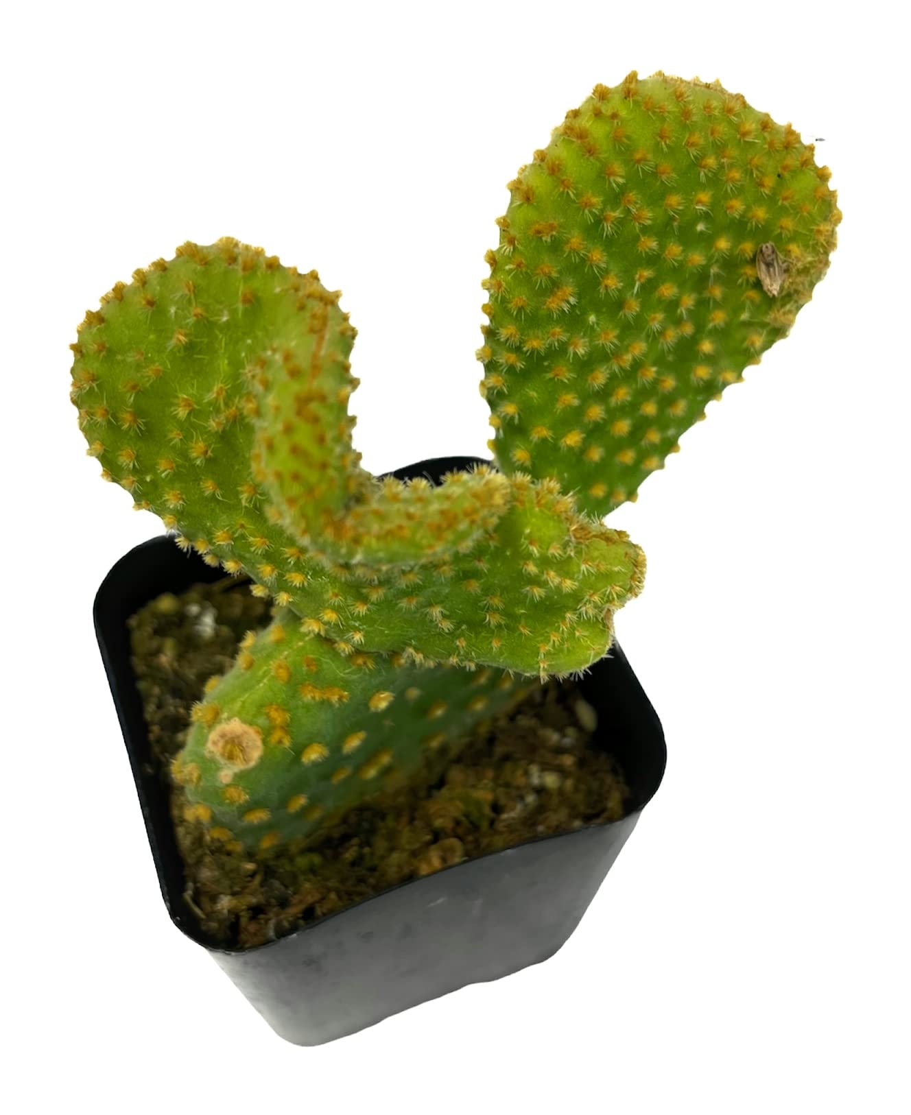 Live Succulent Cactus Plants (2" Pot Crassula Estagnol Spiralis)