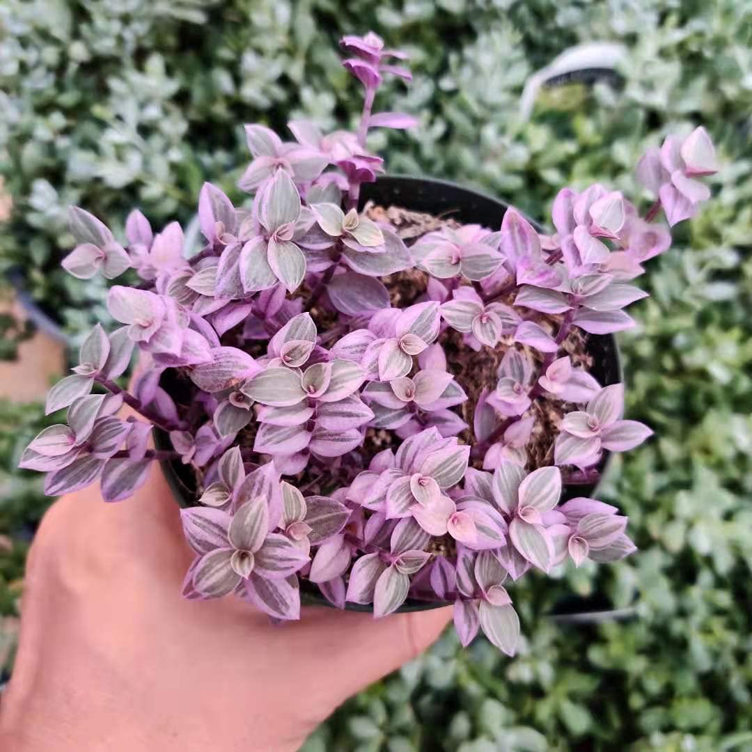Live Indoor plants for Home Decoration