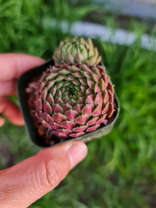 Live Succulent Cactus Plants for Home Office Decor - 2”pot Sempervivum Spring Beauty