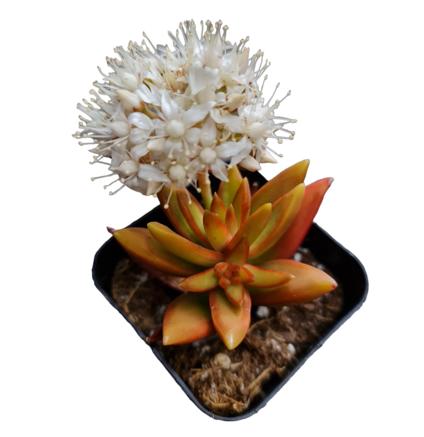 Live Sedum plants Succulent plants for Home Decor