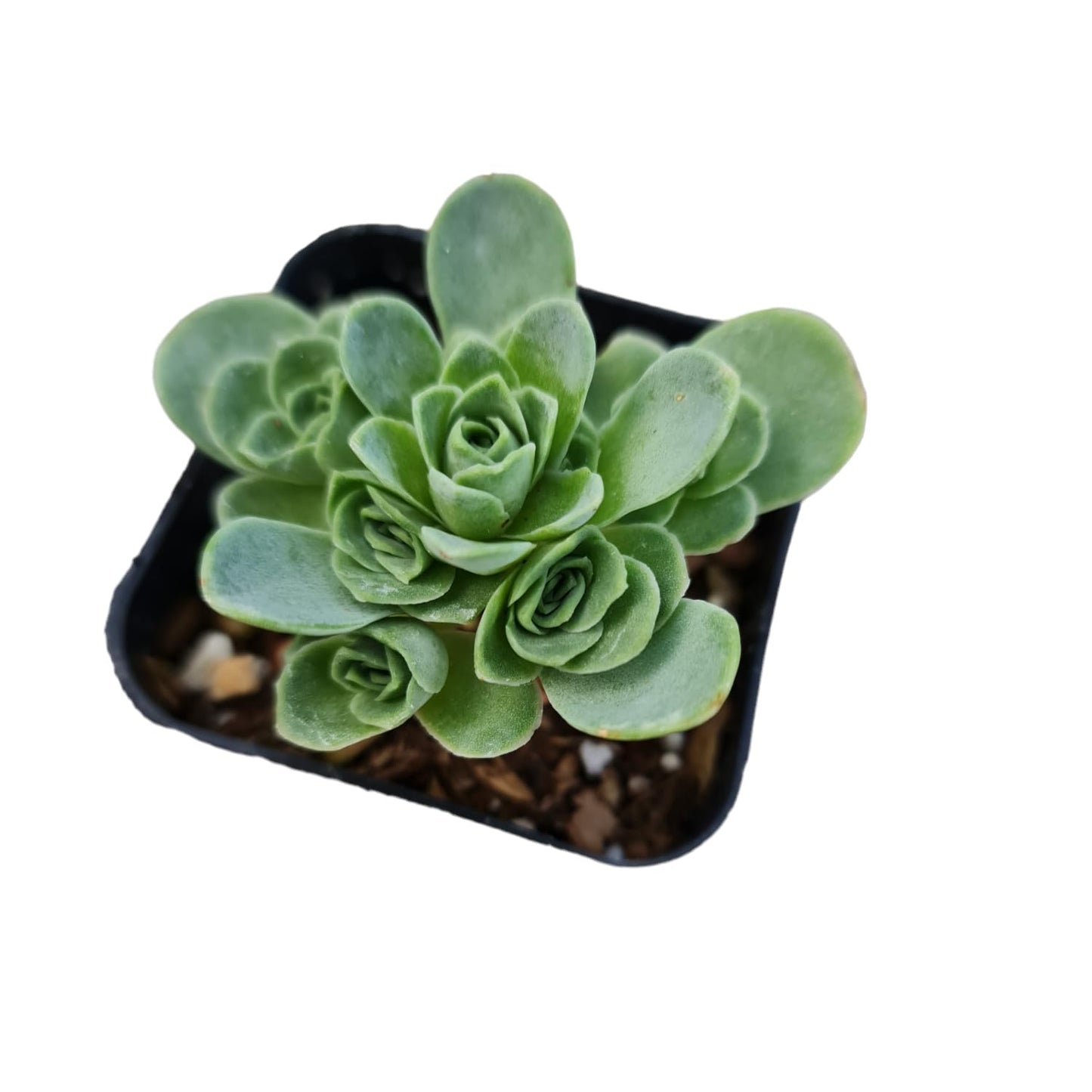 Rare Live Succulent Cactus Plants for Home Office Decor (2" Pot Variegated Delosperma echinatum - Variegated Pickle Plant)