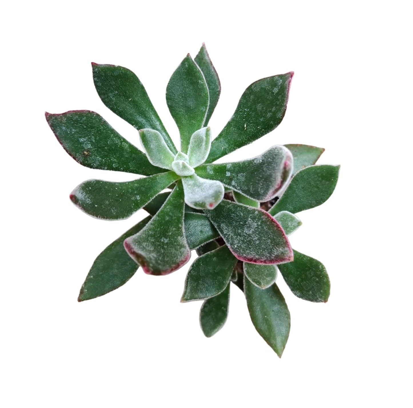Live Succulent Cactus Plants from USKC (2" Pot) (Euphorbia Mammillaris Variegata)