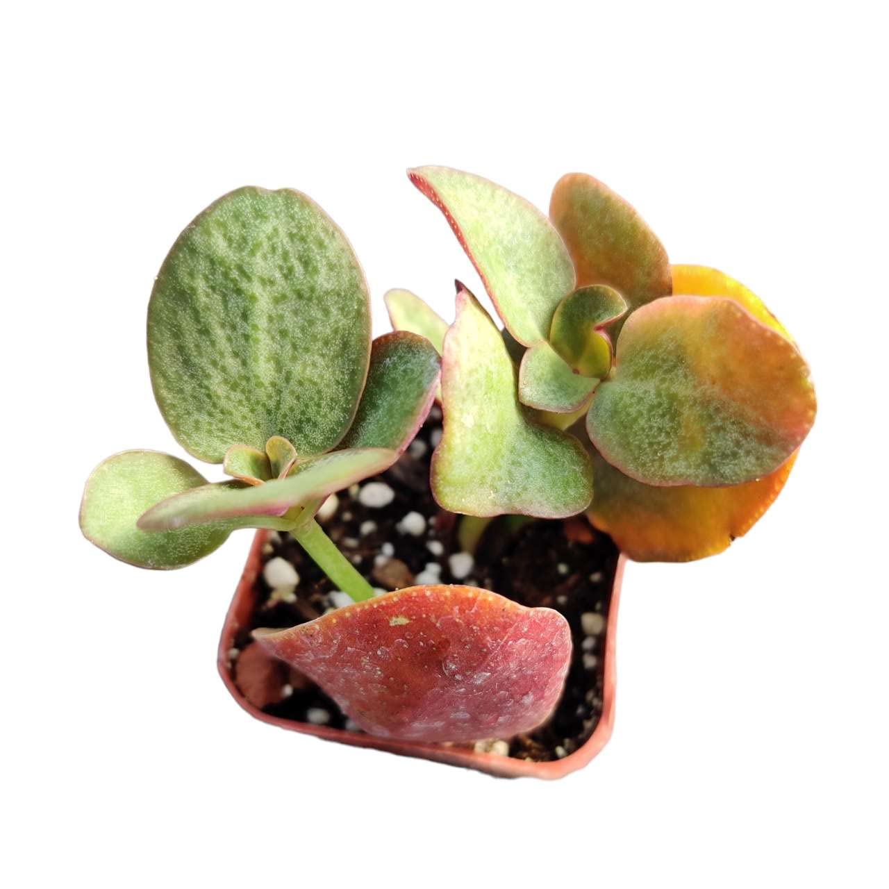 Live Crassula Plants for Home Decor