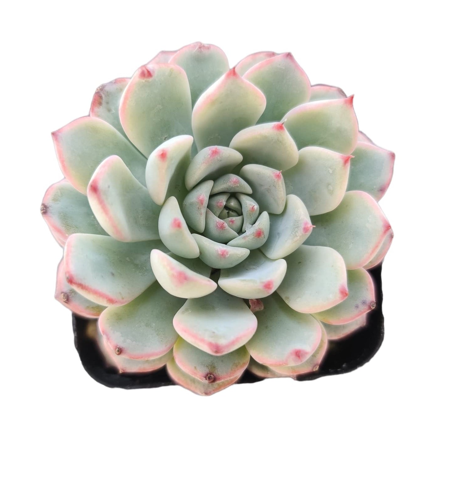 Live Succulent Cactus Plants (2" Pot Crassula Estagnol Spiralis)