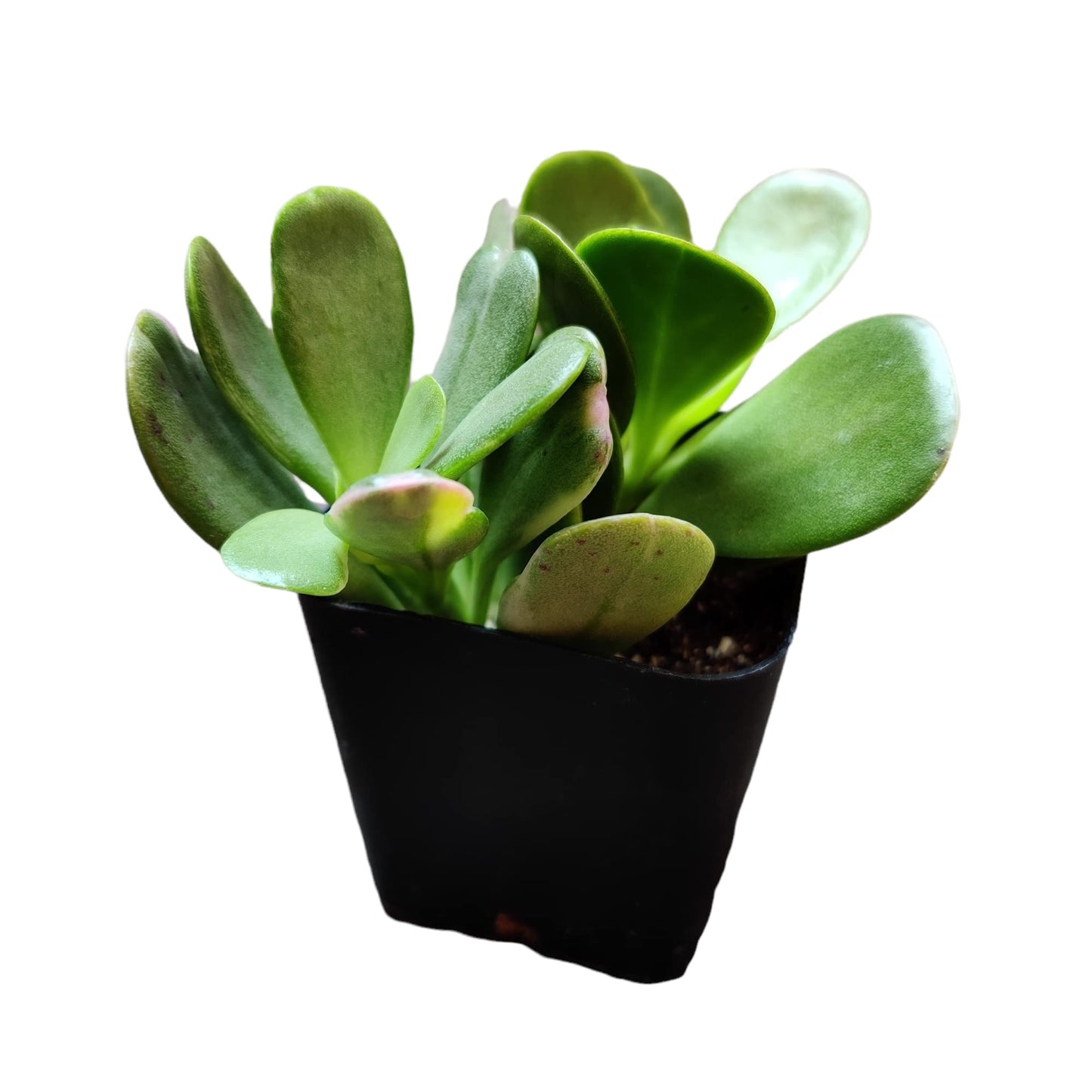 Live Succulent Cactus Plants (2" Pot Crassula Estagnol Spiralis)