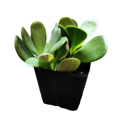 Live Succulent Cactus Plants (2" Pot Crassula Estagnol Spiralis)