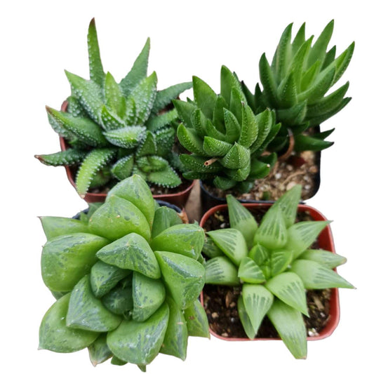 Live Succulent Cactus Plants Collection for Home Decor - 2"Pot Haworthia 4PK random types