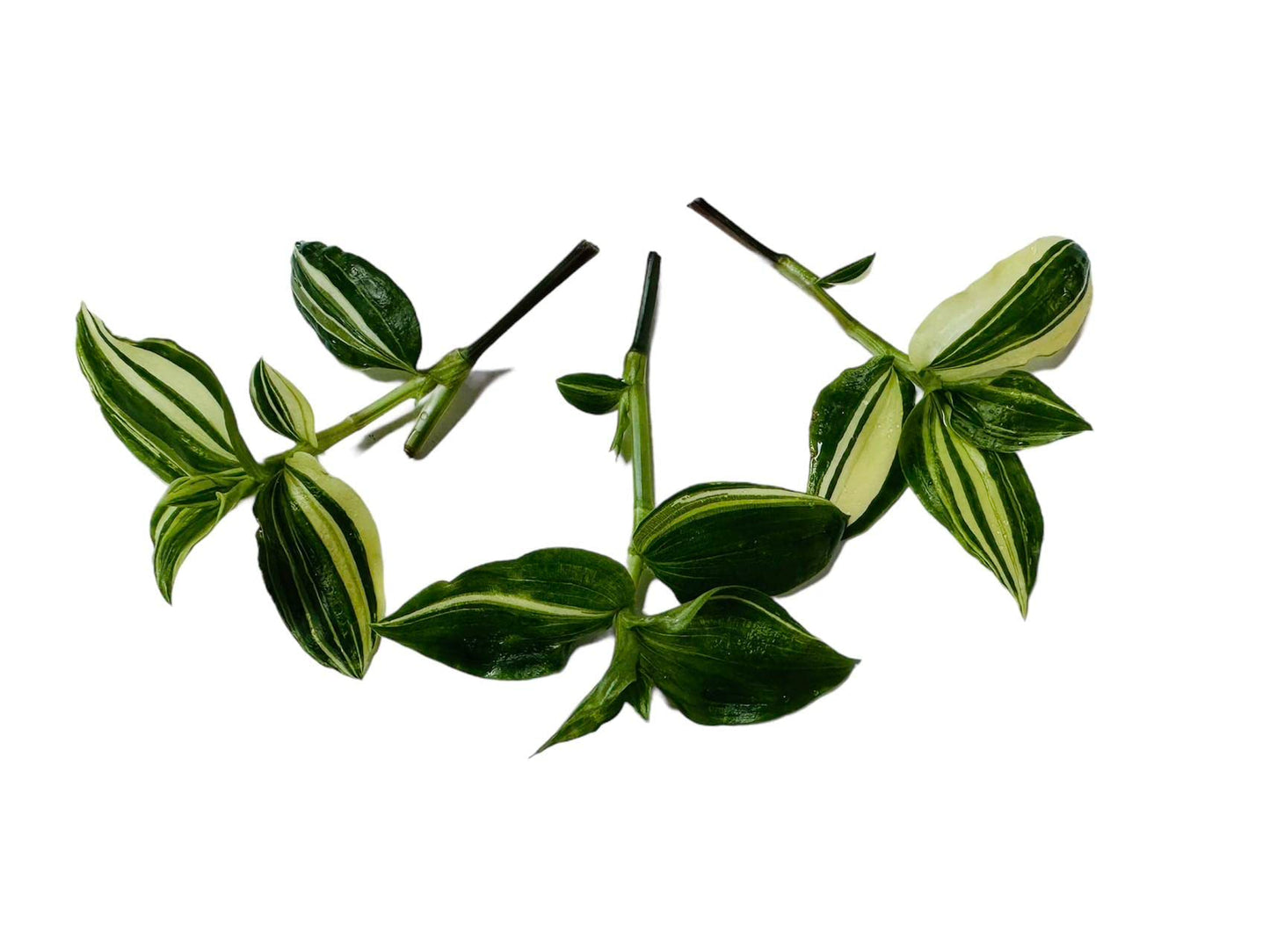 No Root Plant cuttings from USKC (3pc Tradescantia fluminensis variegata no Root cuttings)