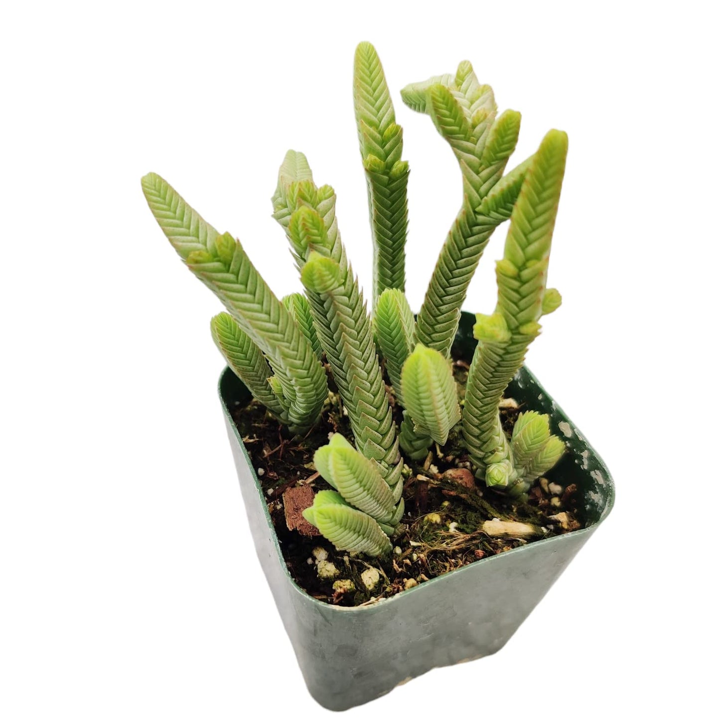 Live Succulent Cactus Plants (2" Pot Crassula Estagnol Spiralis)