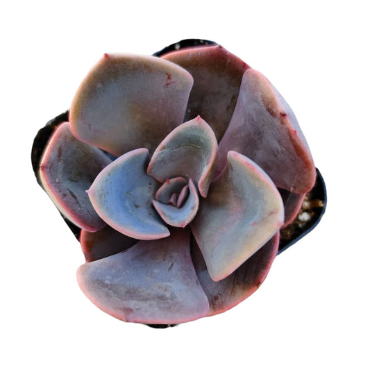 Live Succulent Cactus Plants for Home Office Decor - 2"pot Echeveria Dusty Rose