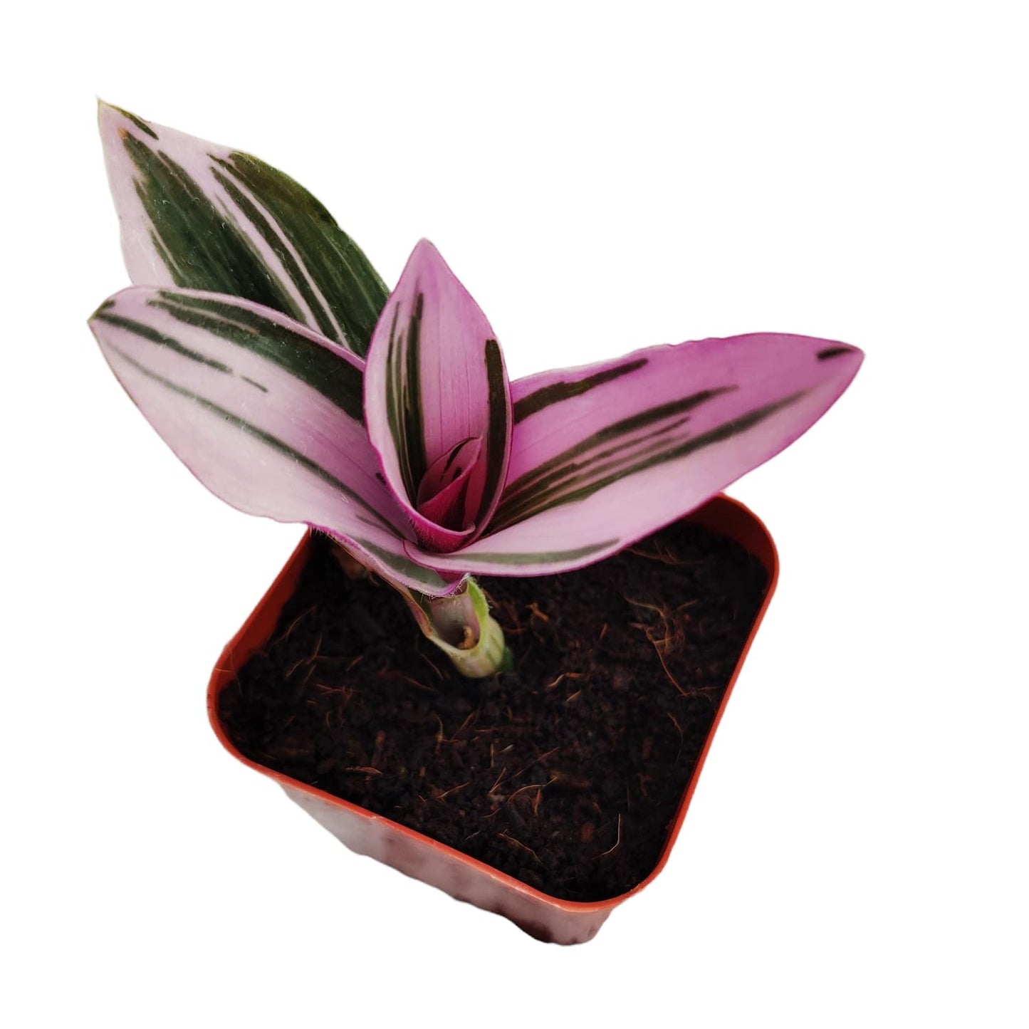 Live Indoor plants for Home Decoration