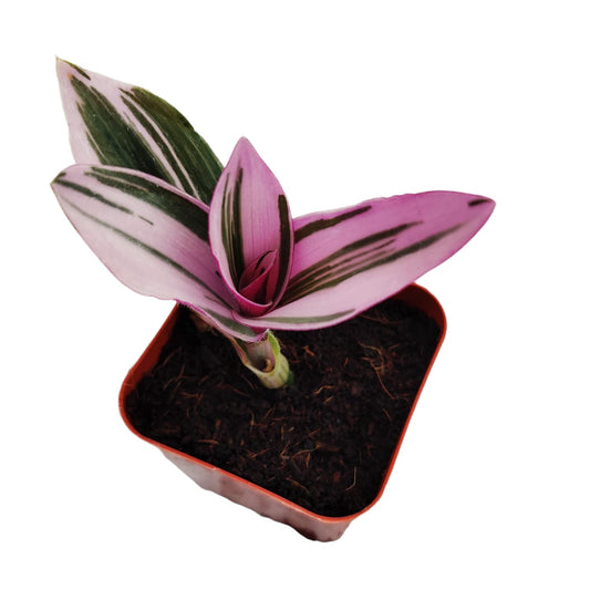 Live Indoor plants for Home Decoration - 2‘’pot Tradescantia Nanouk