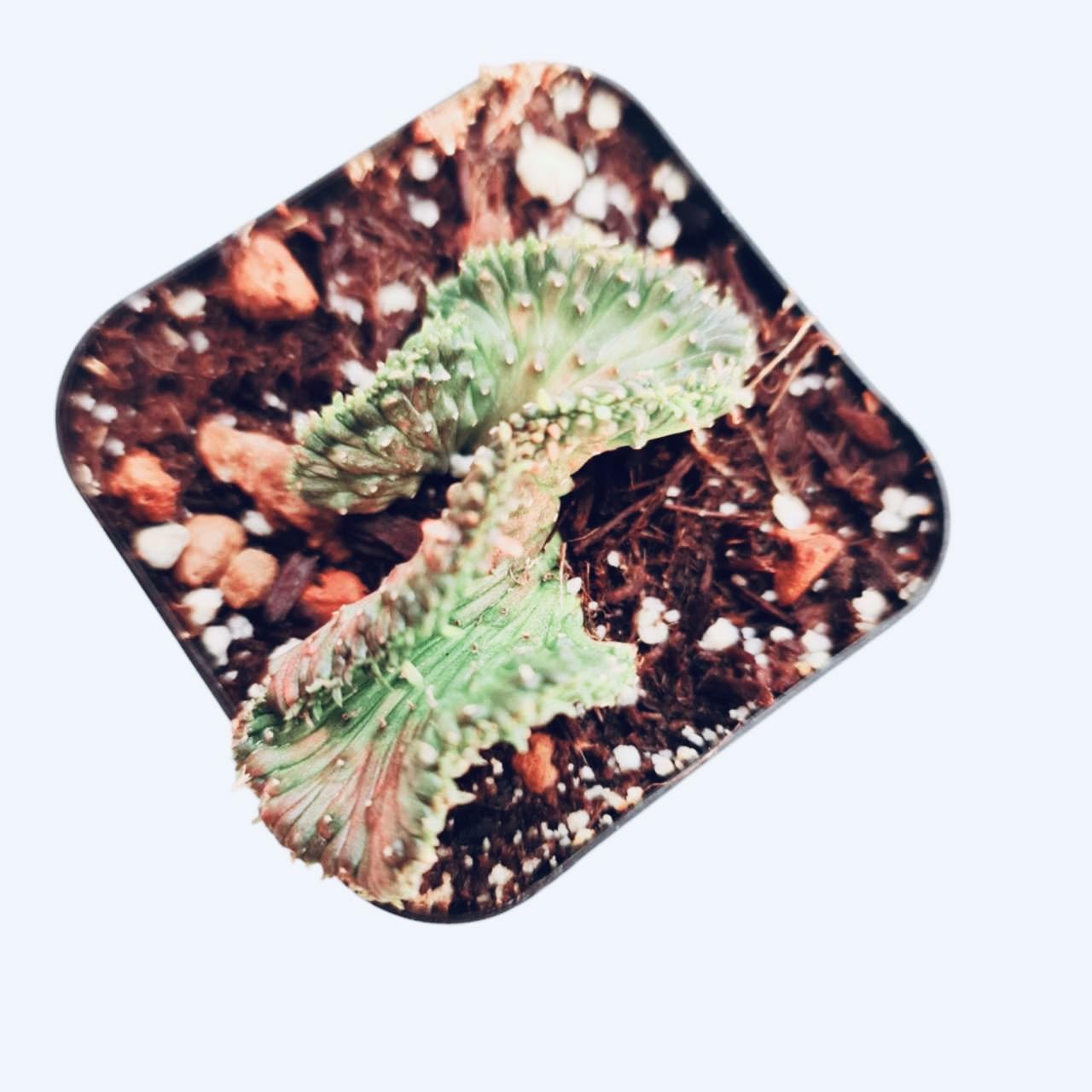 Live Cactus and Succulent plants for Home Office Decor