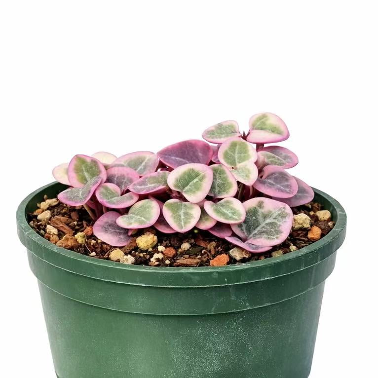 Live Trailing Succulent Plants string Plants (4" Pot Variegated String of Hearts)