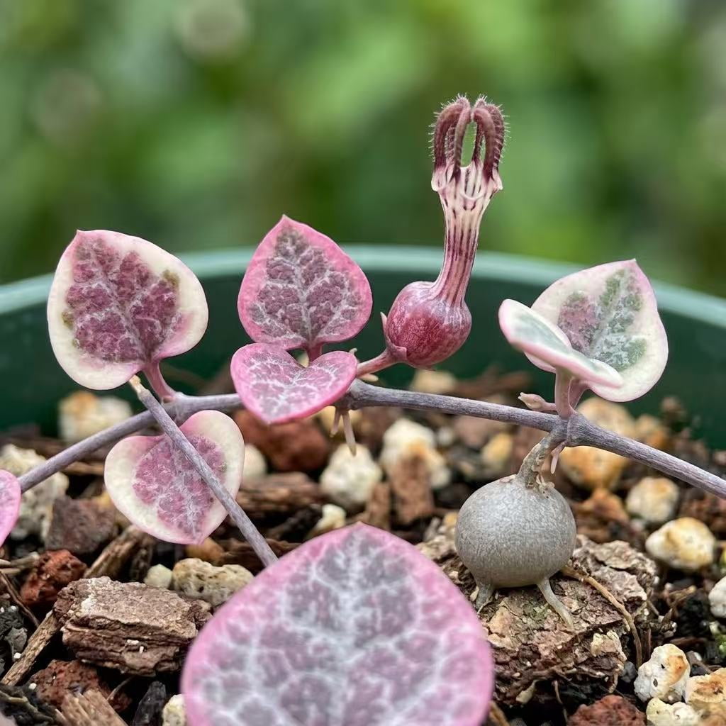 Live Trailing Succulent Plants string Plants (4" Pot Variegated String of Hearts)