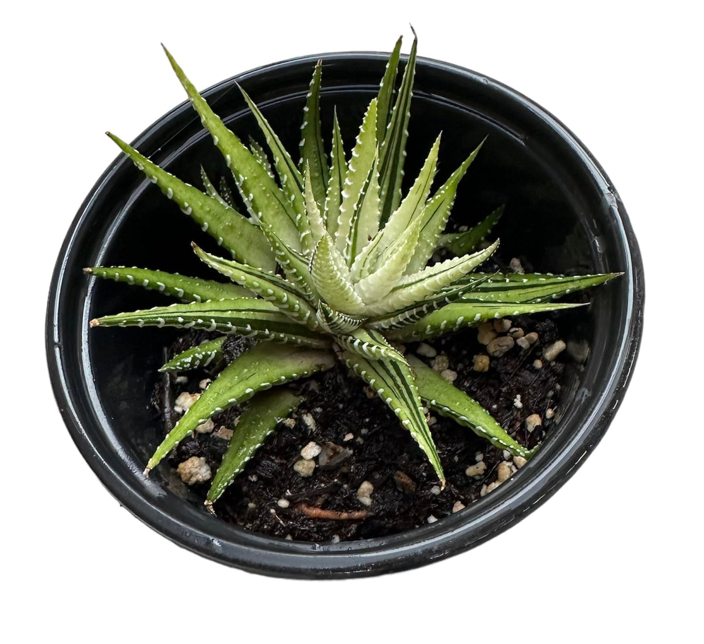 Live Haworthia Plants for Home Office Decor