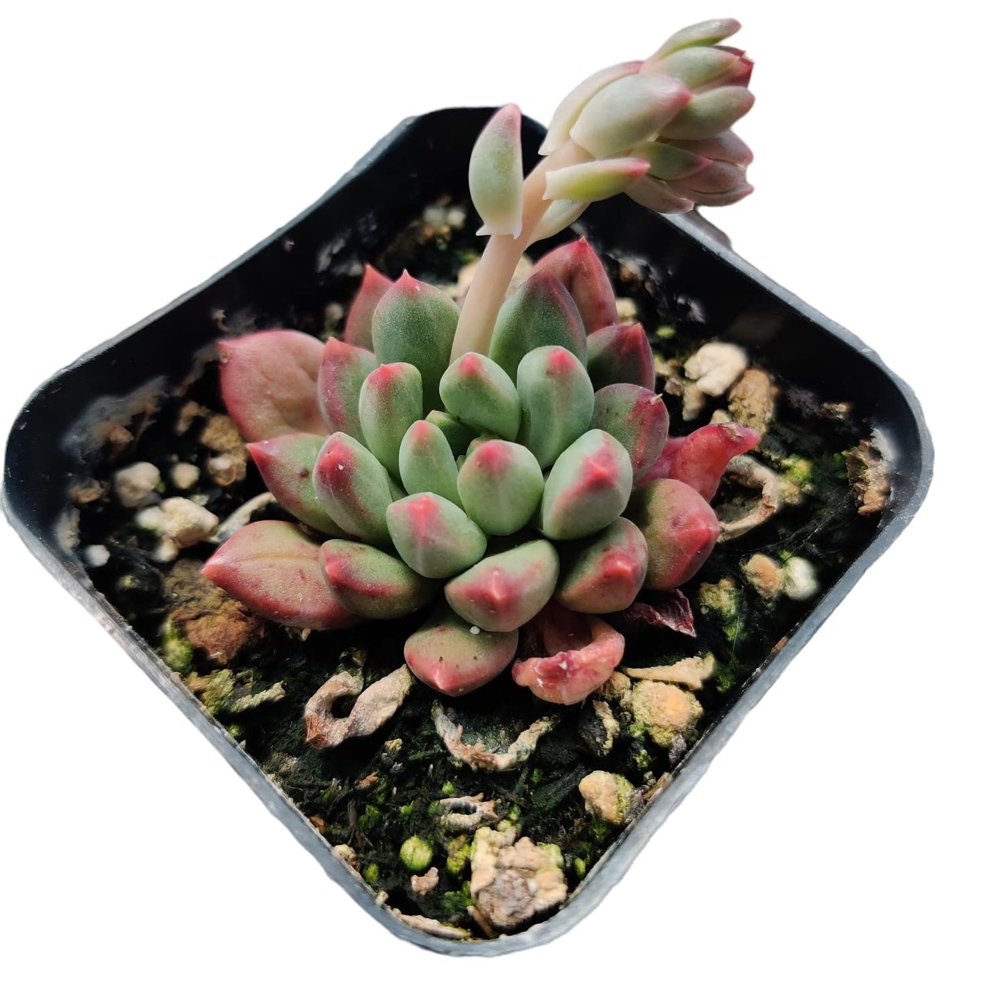 Live Succulent Cactus Plants for Home Office Decor