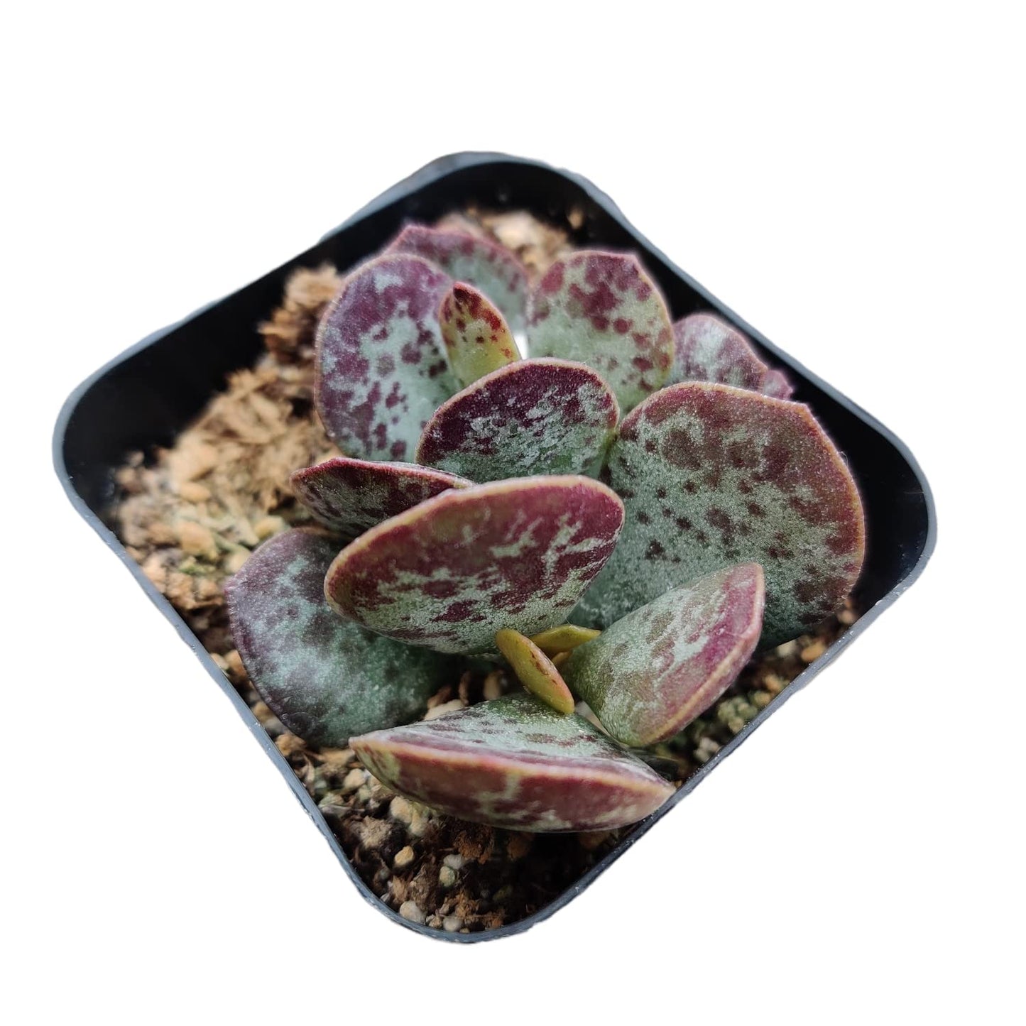 Live Succulent Cactus Plants for Home Office Decor
