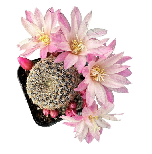 Live Cactus and Succulent plants for Home Office Decor - 2‘’pot Rebutia Narvaecensis Cactus