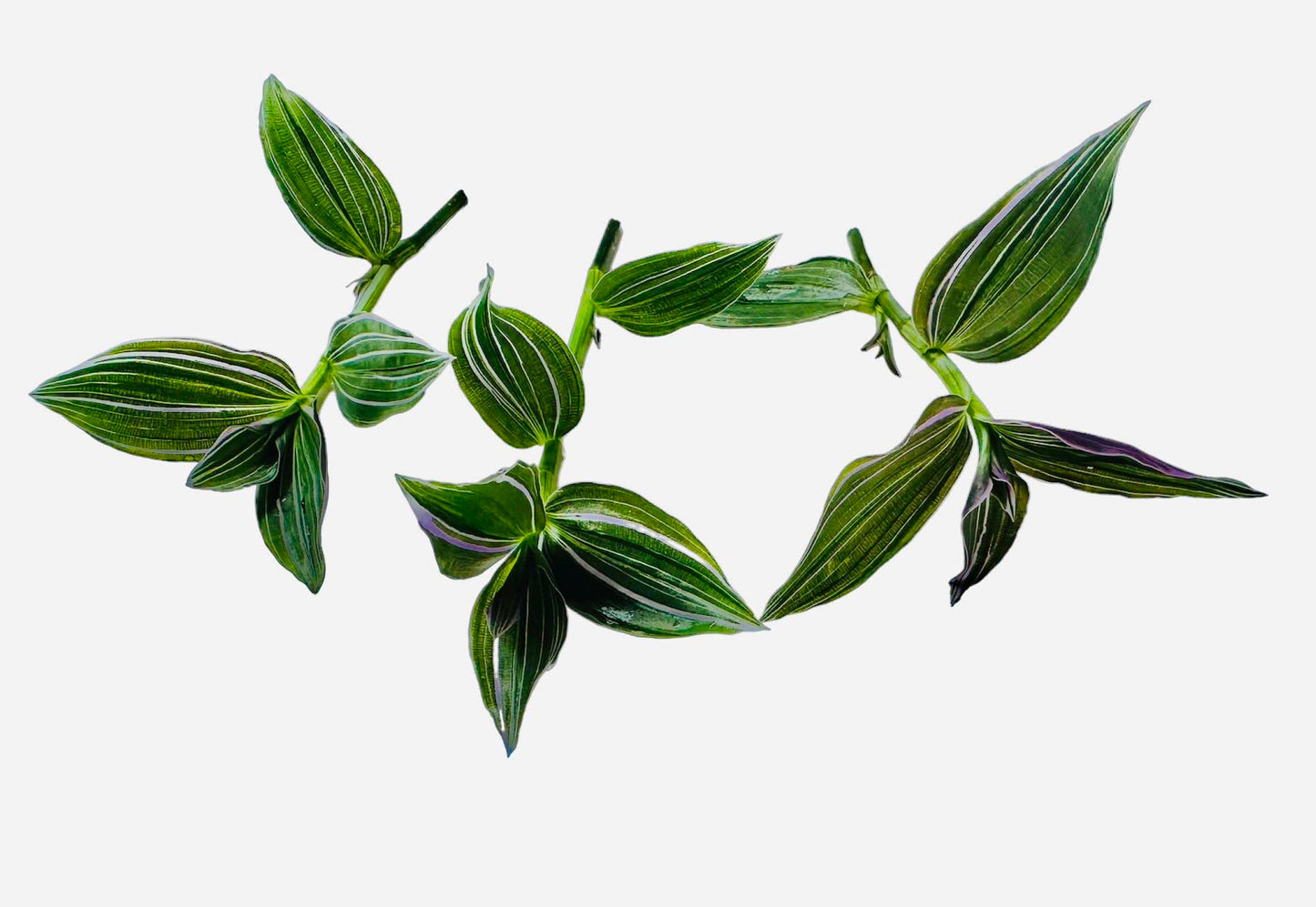 No Root Plant cuttings from USKC (3pc Tradescantia fluminensis variegata no Root cuttings)