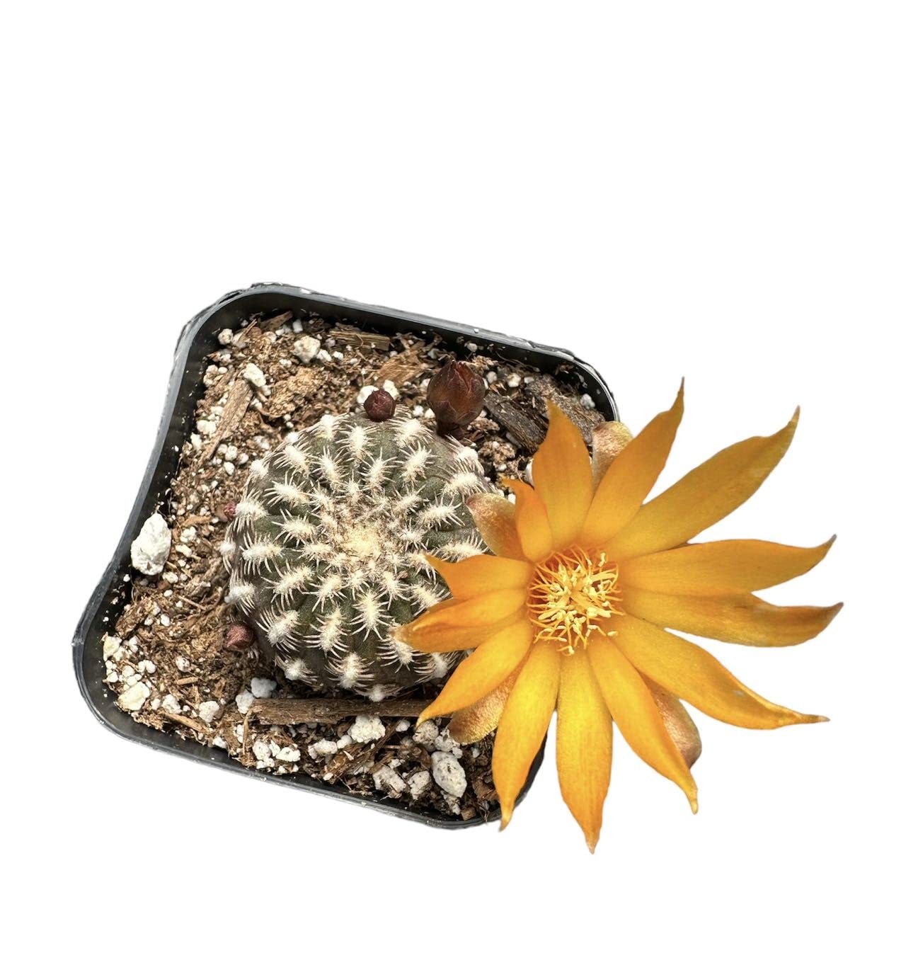Live Cactus and Succulent plants for Home Office Decor