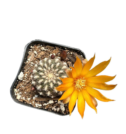 Live Cactus and Succulent plants for Home Office Decor - 2"pot Rebutia arenacea/Solcurebutia Arenacea