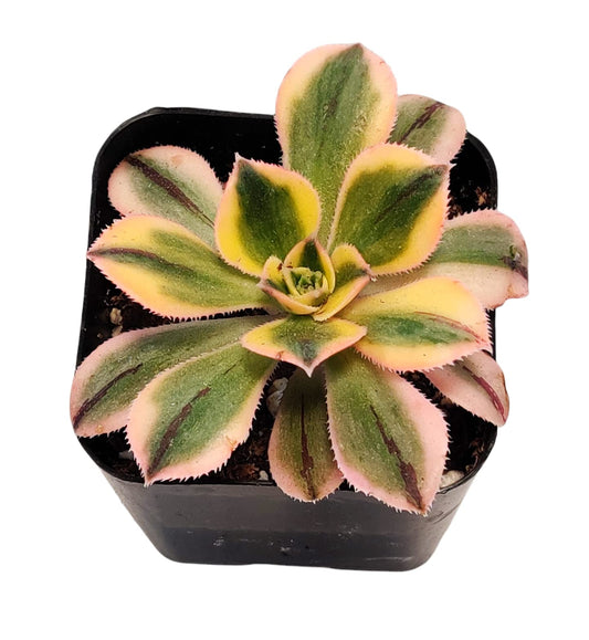 Live Succulent Cactus Plants#28