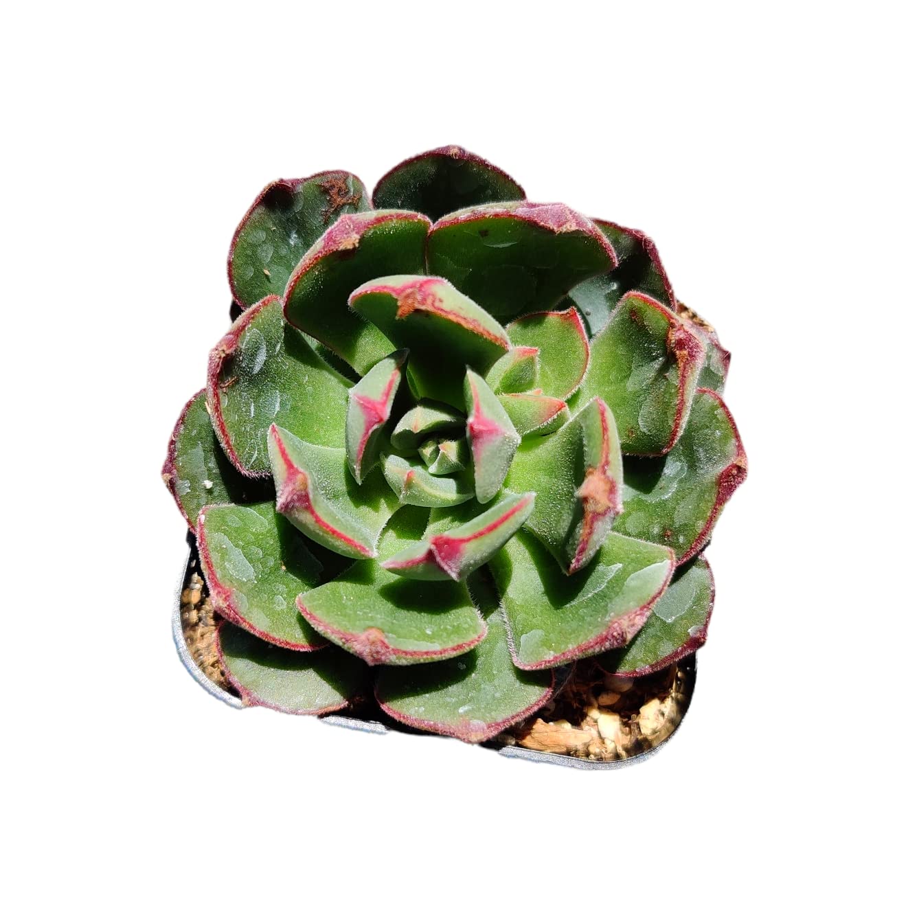 Live Cactus Succulent Plants from USKC (2" Pot Blue Candle Cactus Myrtillocactus Geometrizans)