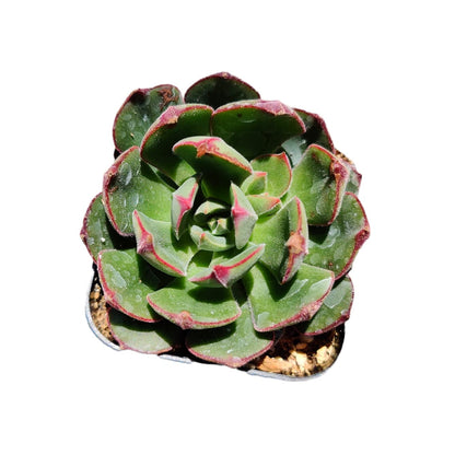 Live Cactus Succulent Plants from USKC (2" Pot Blue Candle Cactus Myrtillocactus Geometrizans)