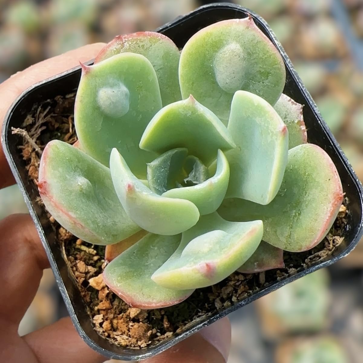 Live Cactus Succulent Plants for Home Decoration