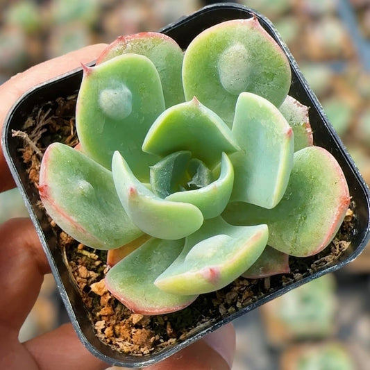 Live Cactus Succulent Plants for Home Decoration - 2"pot Echeveria Raindrops