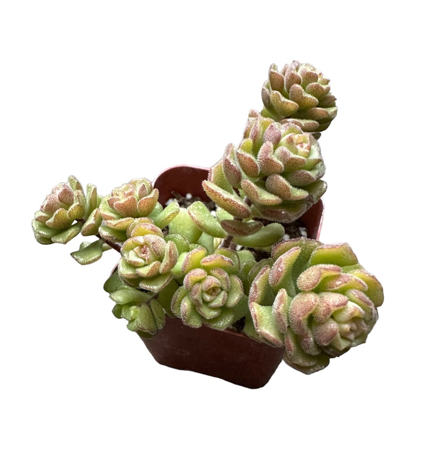 Live Sedum plants Succulent plants for Home Decor