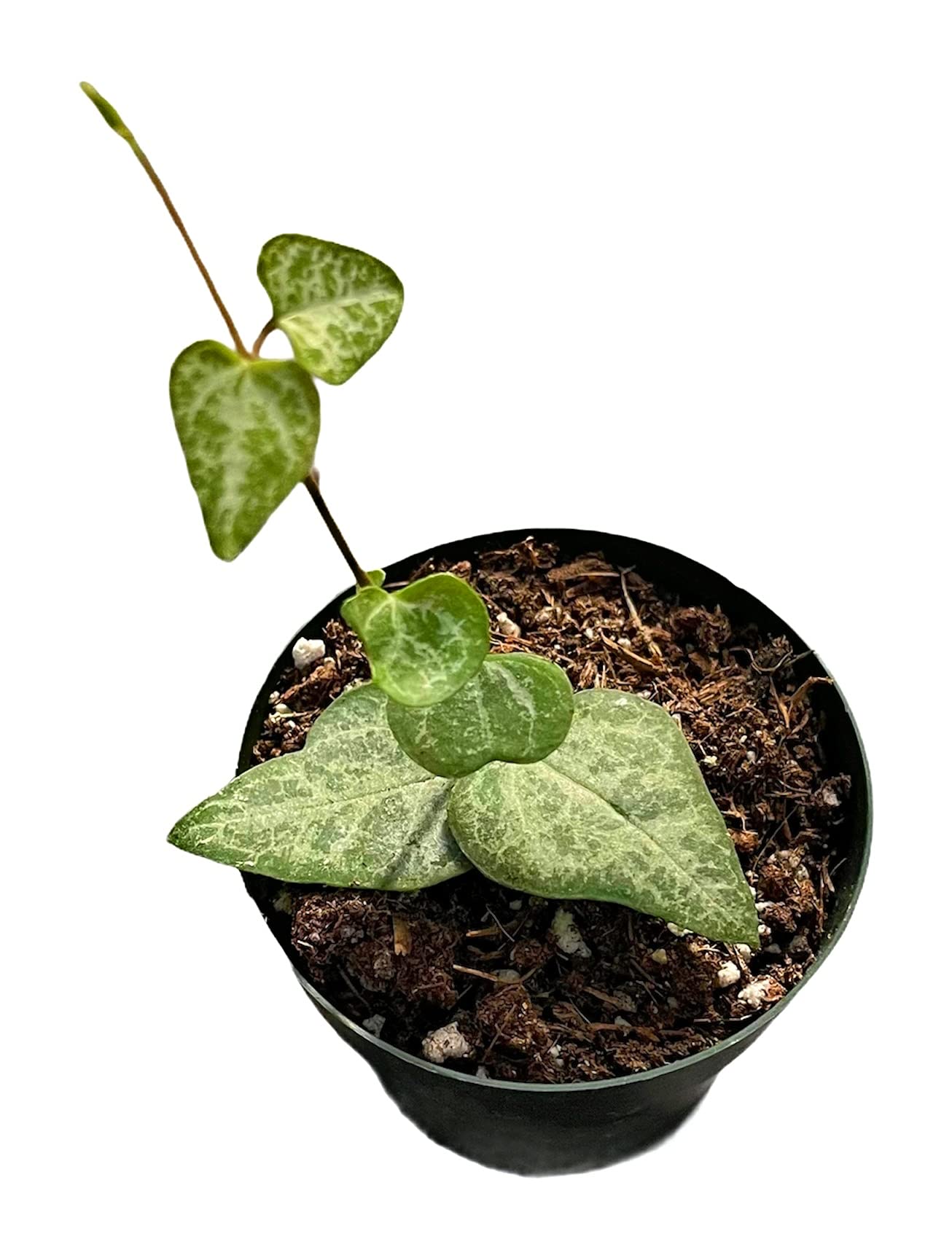 Live Trailing Plants String Plants for Home Decoration