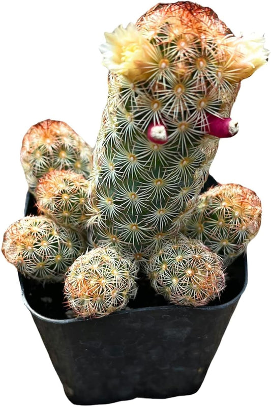 Live Mammillaria Cactus Plants Collection for Home Decor 2"pot - Elongata