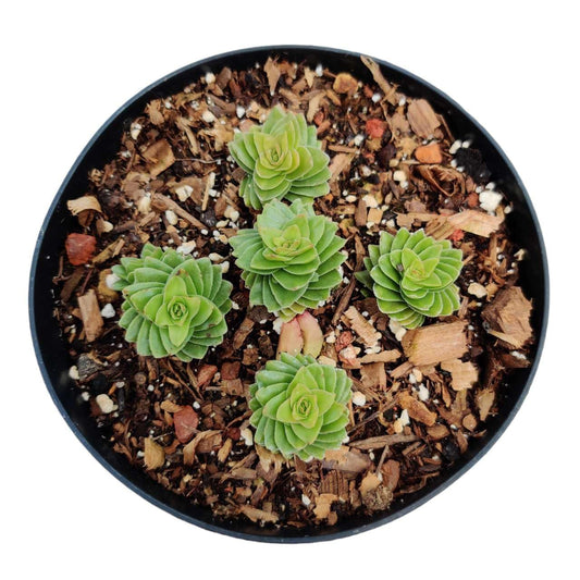 Live Succulent Cactus Plants for Home Office Decor - 4"pot Crassula Estagnol Spiralis Starter