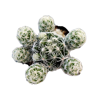 Live Succulent Cactus Plants from USKC (2" Pot) (Euphorbia Mammillaris Variegata)