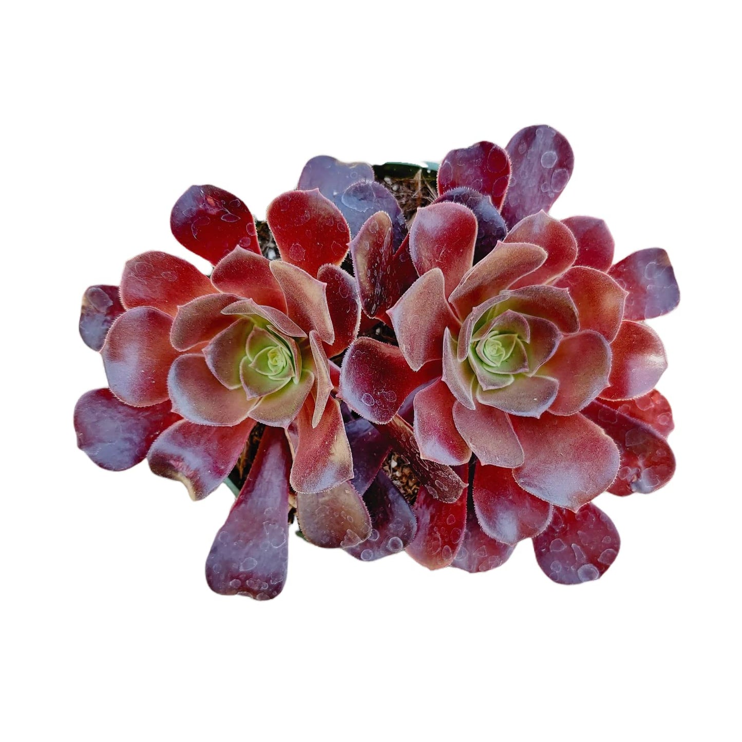 Live Succulent Cactus Plants for Home Office Decor