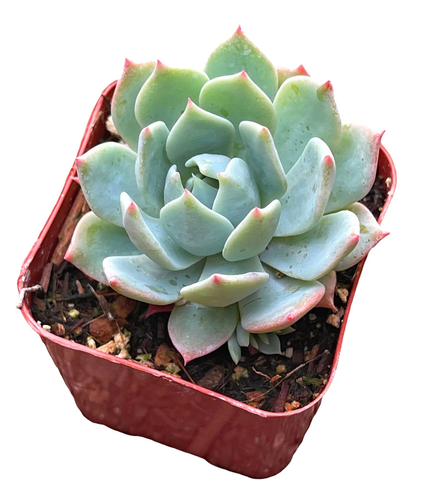 Live Cactus Succulent Plants from USKC (2" Pot Blue Candle Cactus Myrtillocactus Geometrizans)