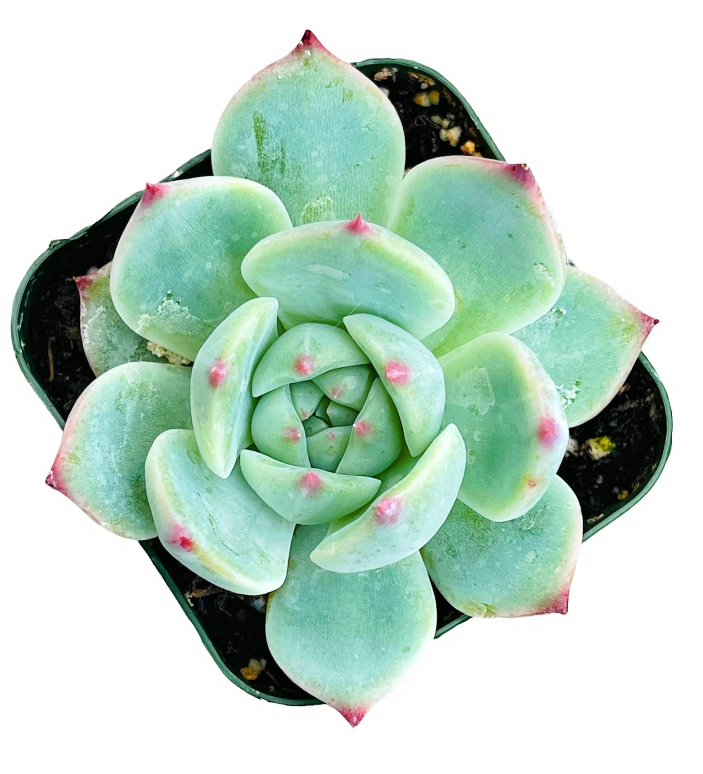 Live Cactus Succulent Plants for Home Decoration